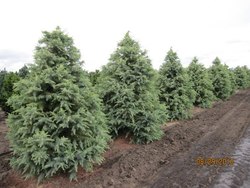 Cedrus deodara Deep Cove — photo 4